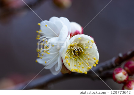 Ume, a flower that heralds spring 129773642