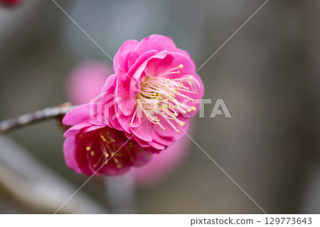 Ume, a flower that heralds spring Ume, a flower that heralds spring 129773643