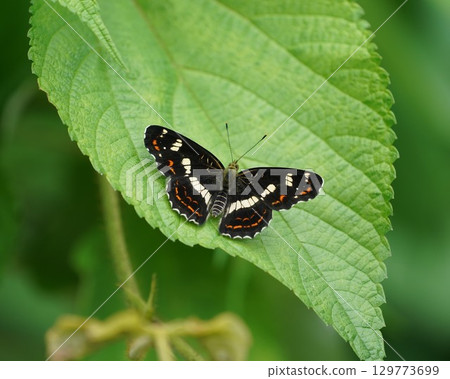 Summer type of the sakabachi butterfly Summer type of the sakabachi butterfly 129773699