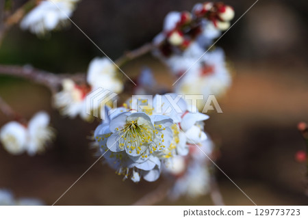 梅,預示著春天的花朵 梅,預示著春天的花朵 129773723