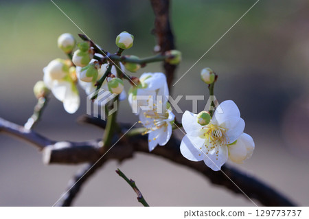 Ume, a flower that heralds spring Ume, a flower that heralds spring 129773737