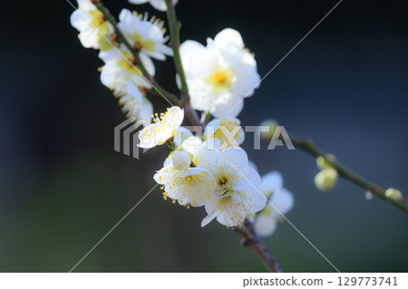 Ume, a flower that heralds spring 129773741