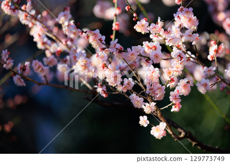 梅，預示著春天的花朵 129773749