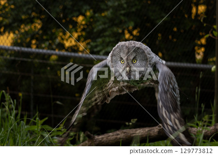 Owl flying. Great grey owl (Strix nebulosa) in level flight. Owl flying. Great grey owl (Strix nebulosa) in level flight. 129773812