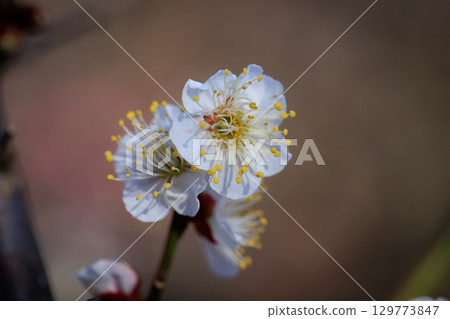 Ume, a flower that heralds spring 129773847