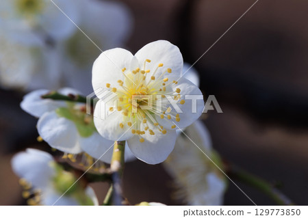 Ume, a flower that heralds spring 129773850