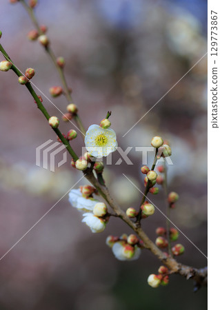 Ume, a flower that heralds spring 129773867