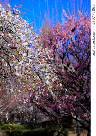 Ume, a flower that heralds spring Ume, a flower that heralds spring 129773869
