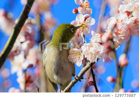 White-eye on plums that are mistaken for bush warblers 129773887