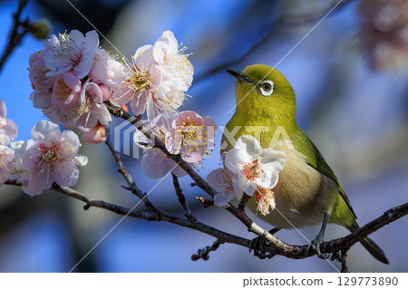 White-eye on plums that are mistaken for bush warblers 129773890