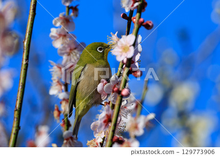 李子上的白眼被誤認為是灌木林鶯 129773906