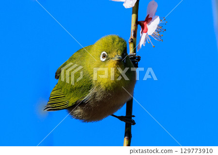 李子上的白眼被誤認為是灌木林鶯 129773910