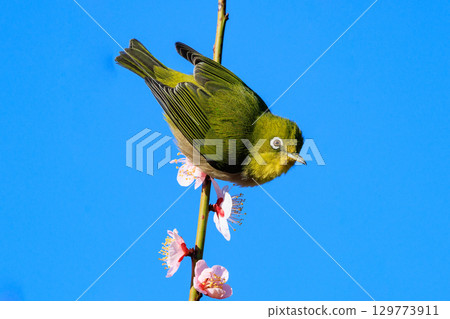 李子上的白眼被誤認為是灌木林鶯 129773911