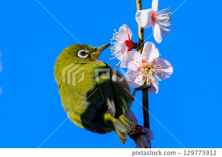 李子上的白眼被誤認為是灌木林鶯 129773912