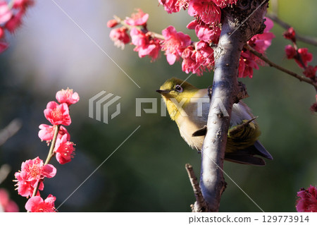 李子上的白眼被誤認為是灌木林鶯 129773914