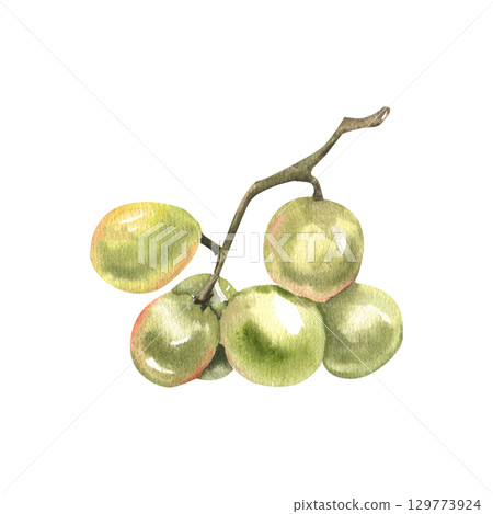 Green grape branch watercolor illustration, realistic sweet fruits clipart. Summer ripe berries painting, grapes cluster drawing for product packing, vine bottle label,logo design 129773924