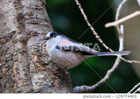 Long-tailed long-tailed small white bird popular for its cute gestures Long-tailed long-tailed small white bird popular for its cute gestures 129774403