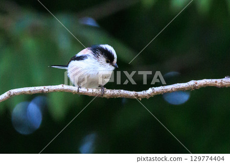Long-tailed long-tailed small white bird popular for its cute gestures 129774404