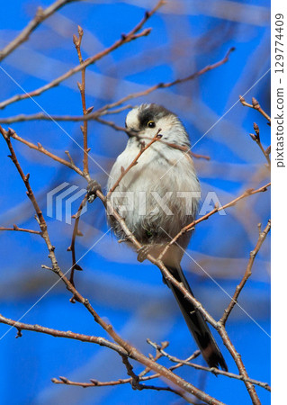 長尾長尾小白鳥因其可愛的手勢而廣受歡迎 長尾長尾小白鳥因其可愛的手勢而廣受歡迎 129774409