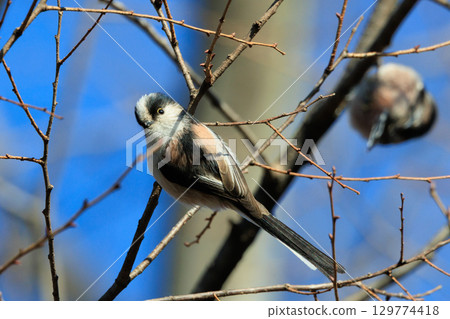 Long-tailed long-tailed small white bird popular for its cute gestures Long-tailed long-tailed small white bird popular for its cute gestures 129774418
