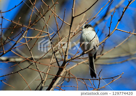 Long-tailed long-tailed small white bird popular for its cute gestures Long-tailed long-tailed small white bird popular for its cute gestures 129774420