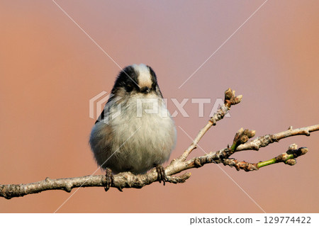 Long-tailed long-tailed small white bird popular for its cute gestures Long-tailed long-tailed small white bird popular for its cute gestures 129774422