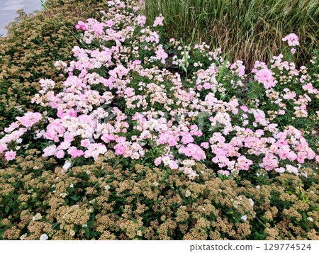 Beautiful flowers in the garden. Rosa "Flirt". Spiraea japonica. 129774524