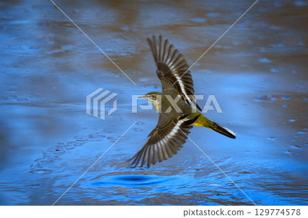 一隻美麗的鳥，灰色的鶺鴒，警惕性很高，喜歡在水邊，身上披著亮麗的檸檬黃。 129774578