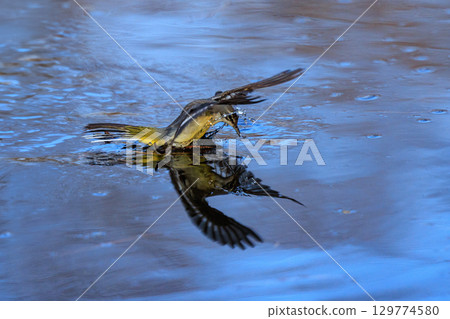 一隻美麗的鳥，灰色的鶺鴒，警惕性很高，喜歡在水邊，身上披著亮麗的檸檬黃。 129774580