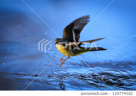 A beautiful bird, gray wagtail, who is vigilant, likes the waterside, and wears a bright lemon yellow. 129774582
