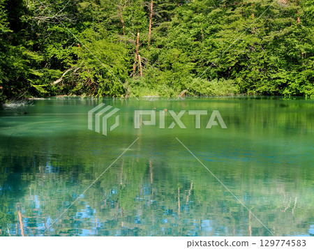 [Mountain scenery] Aonuma, Goshikinuma Nature Trail, Fukushima Prefecture 129774583