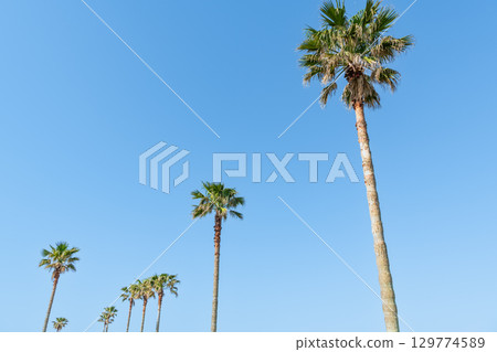 Blue sky and palm trees (tropical image) 129774589