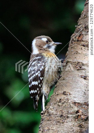 The smallest woodpecker in Japan The smallest woodpecker in Japan 129774620