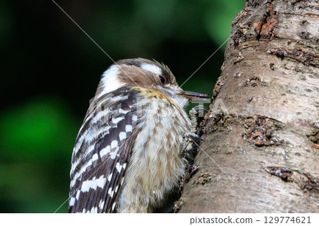 The smallest woodpecker in Japan The smallest woodpecker in Japan 129774621