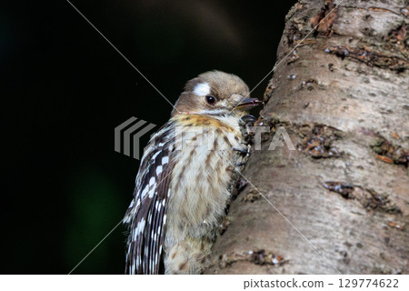 The smallest woodpecker in Japan The smallest woodpecker in Japan 129774622
