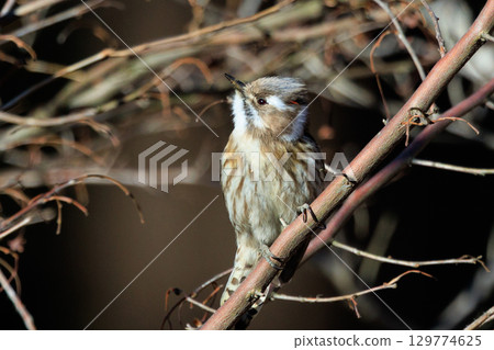 日本最小的啄木鳥 日本最小的啄木鳥 129774625