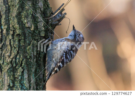 The smallest woodpecker in Japan The smallest woodpecker in Japan 129774627