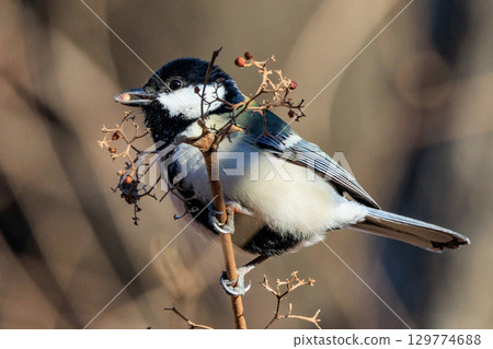 Familiar wild bird great tit with a cute chest tie Familiar wild bird great tit with a cute chest tie 129774688