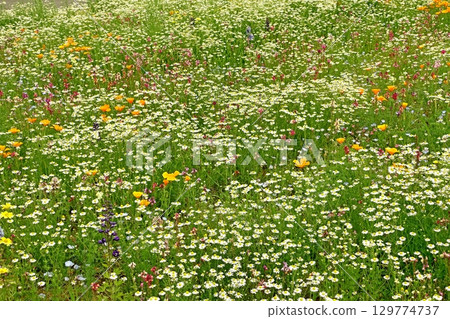 Chamomile 129774737