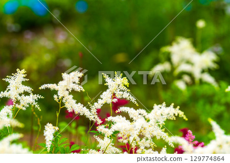 Dazzling white fluffy flowers 129774864