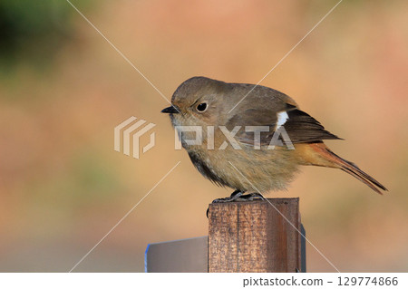 雌性達烏爾紅尾鴝是一種冬季鳥類，因其可愛的行為而受到人們的喜愛，綽號為喬維科。 129774866