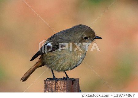 雌性達烏爾紅尾鴝是一種冬季鳥類，因其可愛的行為而受到人們的喜愛，綽號為喬維科。 129774867