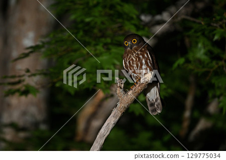 倉鴞 22（北海道） 129775034