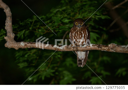 倉鴞（北海道） 129775035