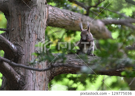 北海道松鼠22（北海道） 129775036