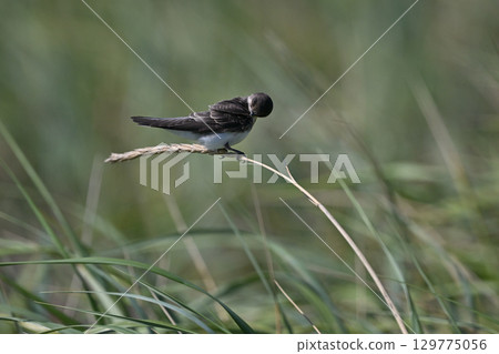 沙燕58號（北海道） 129775056