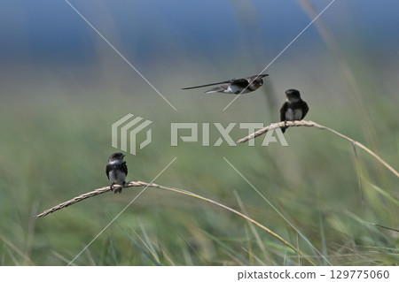 沙燕62號（北海道） 129775060