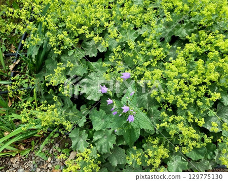 Beautiful View Of The Garden 129775130