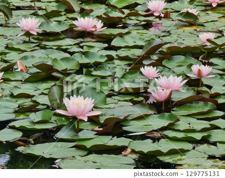 Beautiful Lotus Flowers In The Pond 129775131