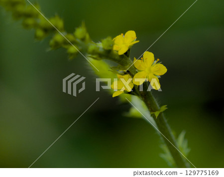 Blooming of the Rosaceae agrimony Blooming of the Rosaceae agrimony 129775169